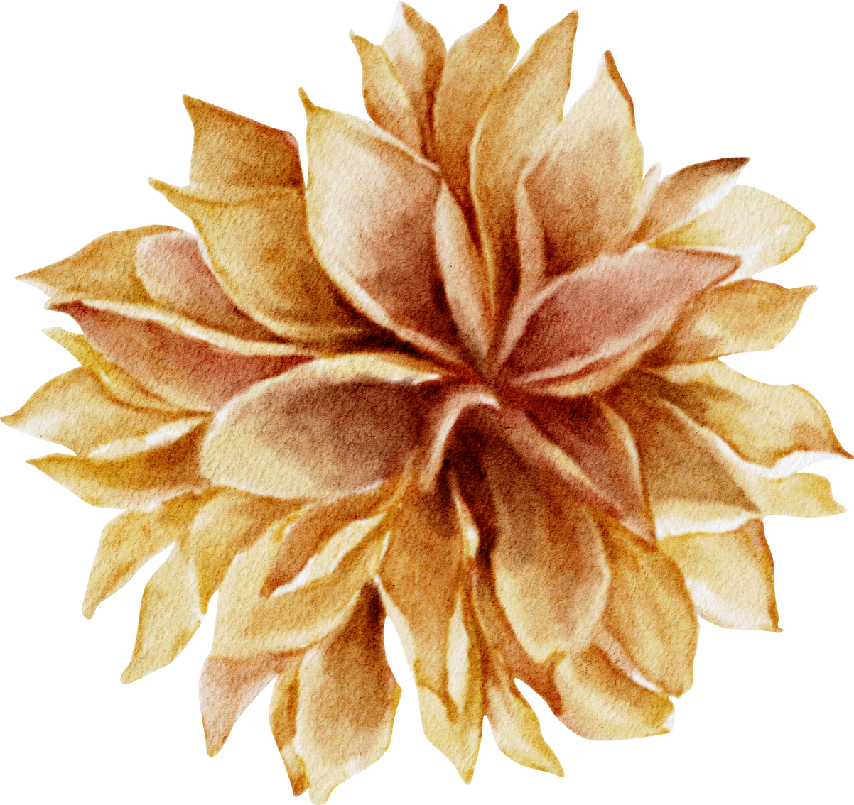 Watercolor Flower Illustration